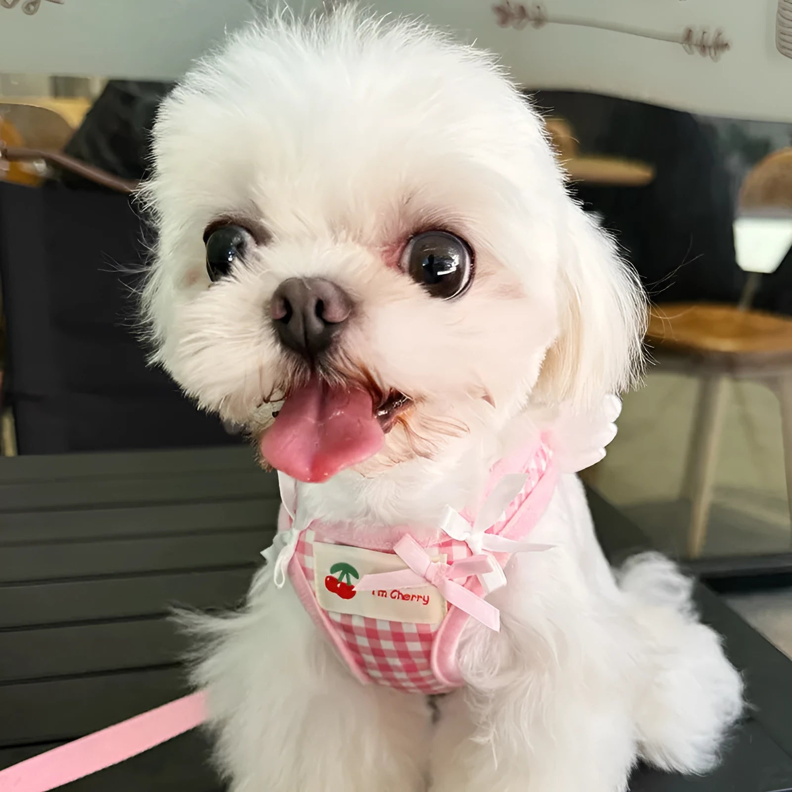 Pink and black cotton dog lead with chest and back design and a hand-holding rope for small dogs.