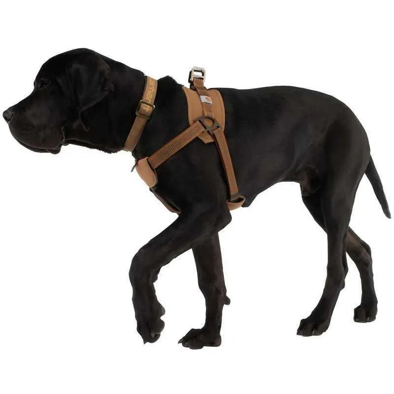 Dog wearing a chest strap harness connected to a reflective hand holding rope