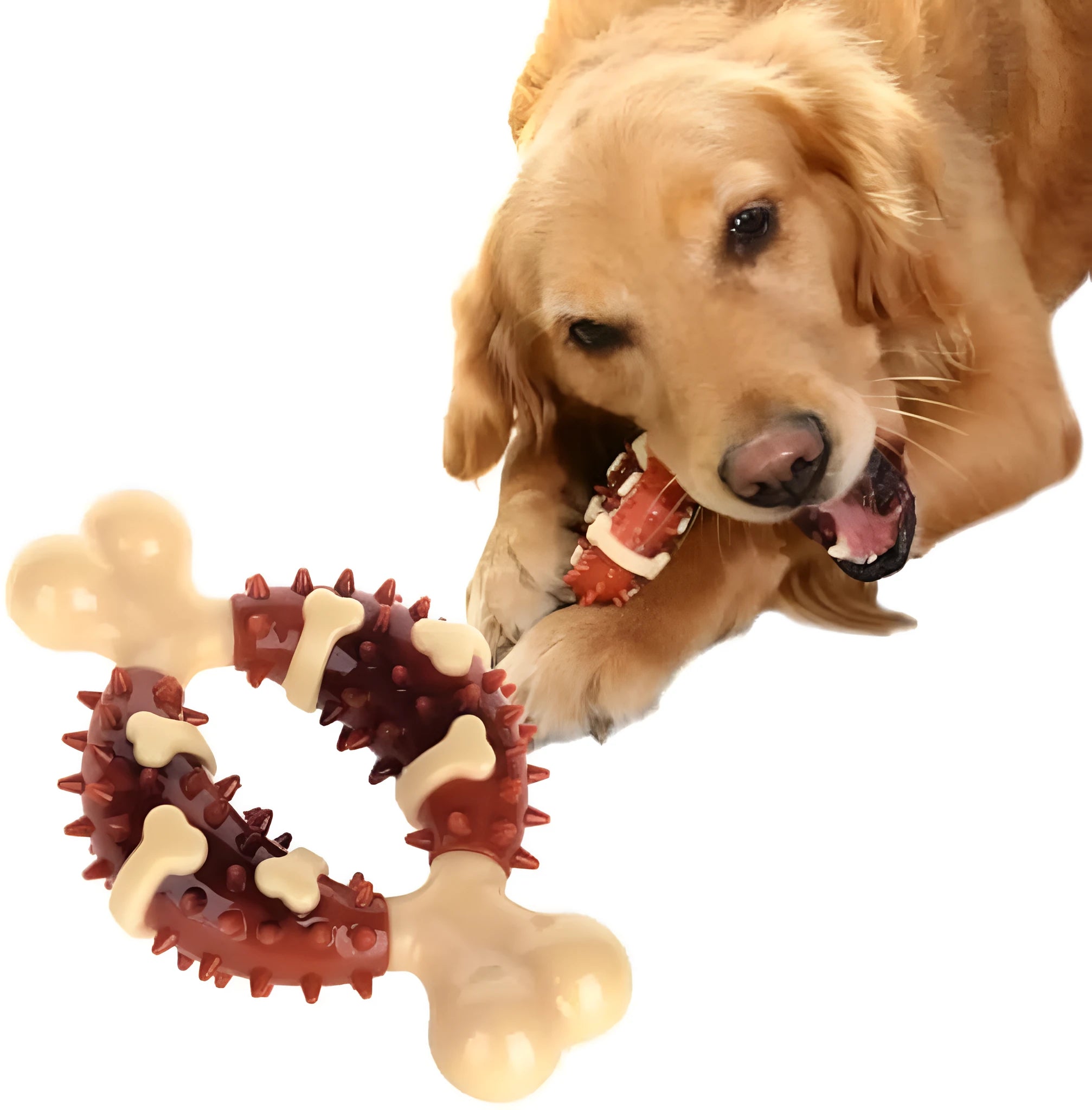 Bone-shaped natural rubber dog molar chew toy shown in two different sizes for teeth grinding.
