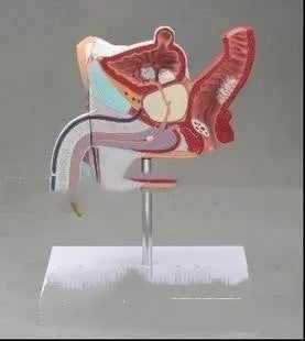 Male anatomical urinary system model showing internal reproductive pathology conditions