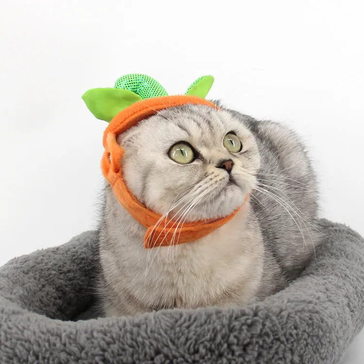 Yellow pumpkin Halloween pet costume with green leaf decoration on a cat wearing the hat and dress