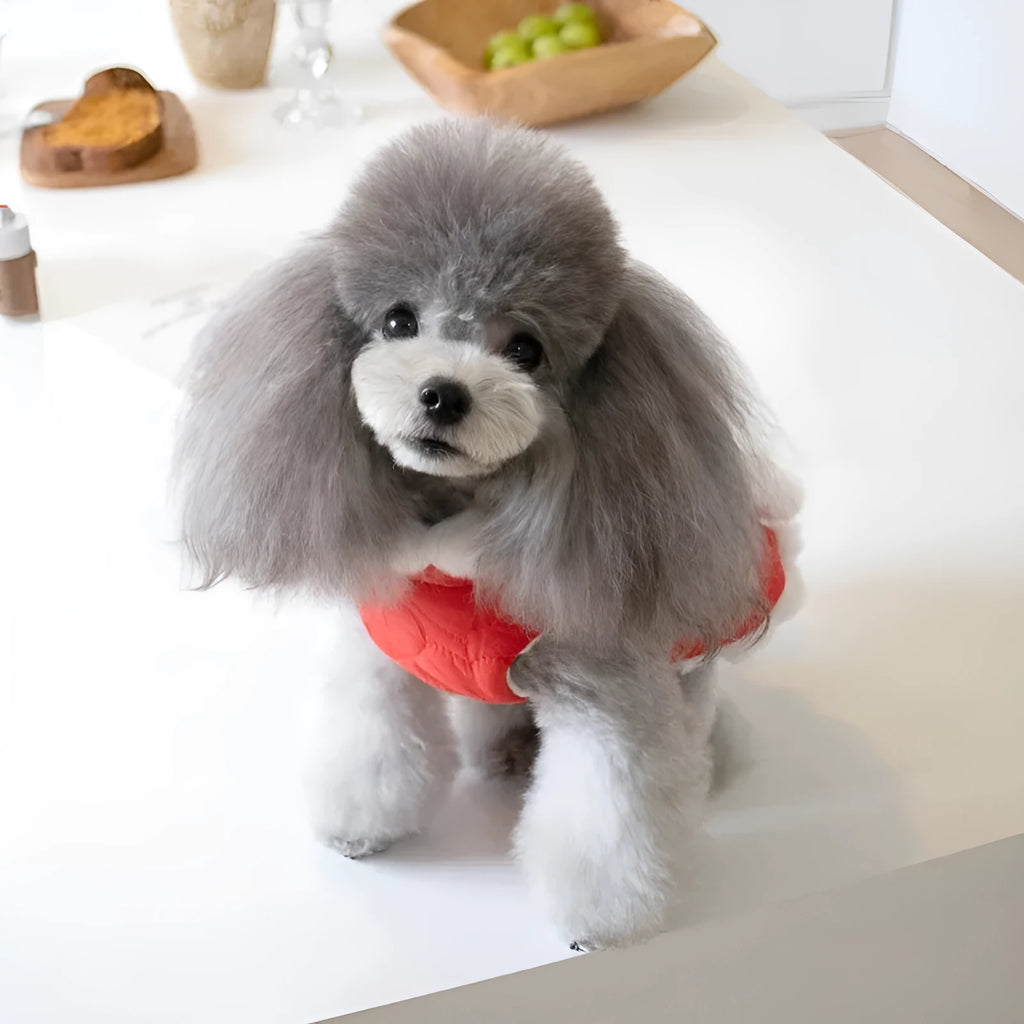 Red cotton pet coat with Chinese knot collar for dog or cat during Christmas or Chinese New Year