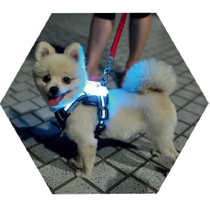 LED dog collar USB rechargeable silicone for dogs with size options S M L XL 2XL