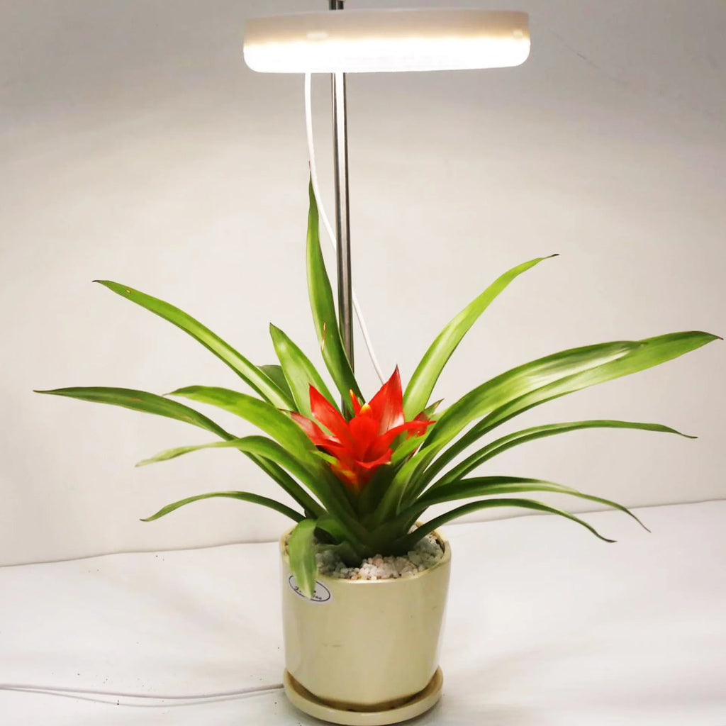 Compact LED plant growth lamp on desk with dual light heads emitting full spectrum light