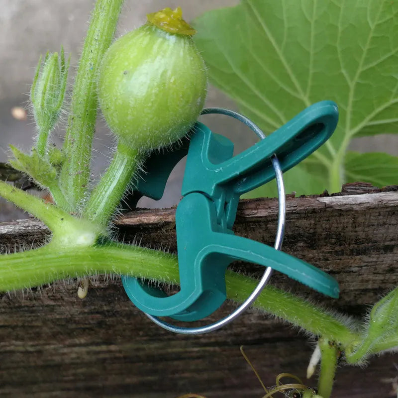 Green plastic plant fixing clips, large and small sizes, for securing climbing vegetables and vines.
