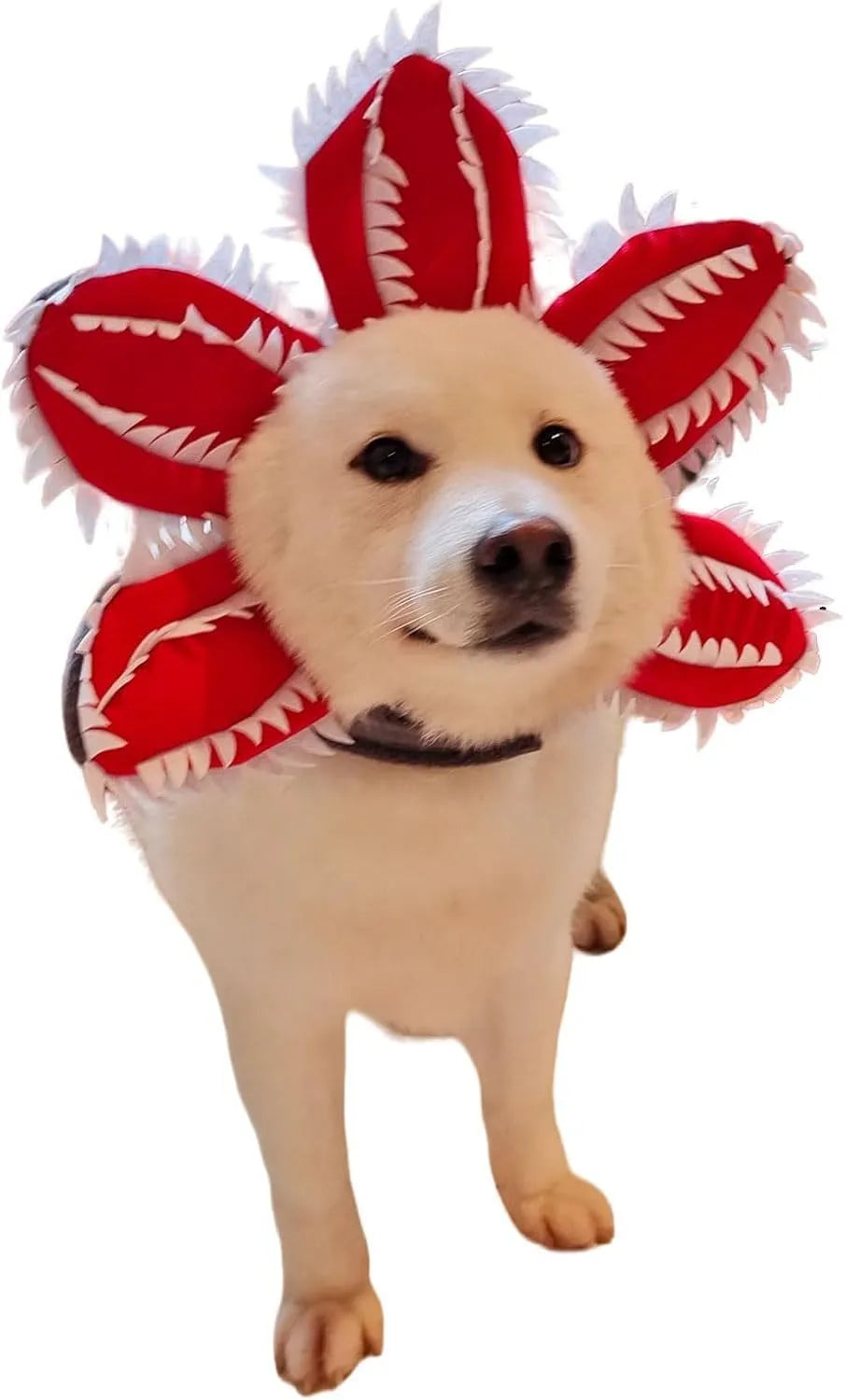 Medium dog wearing Halloween demon chomper costume with scary flower headband