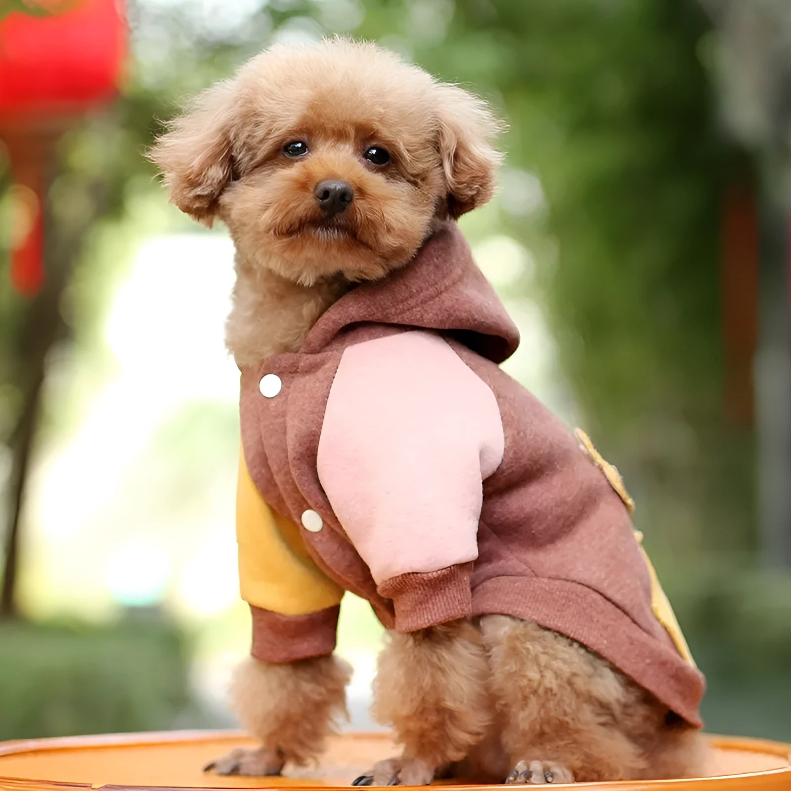 Brown cotton dog sweatshirt for casual wear, shown in size medium.
