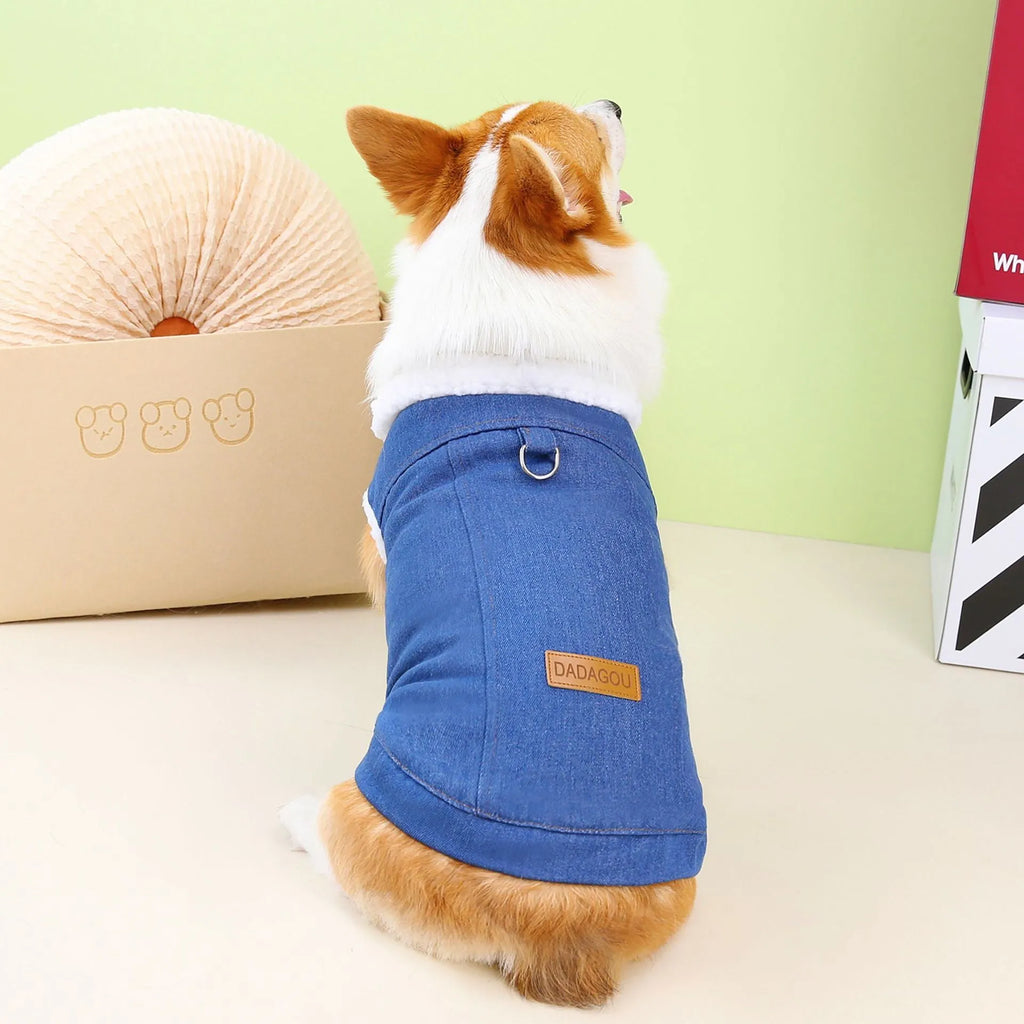 Corgi dog wearing dark blue denim cotton coat with size label visible