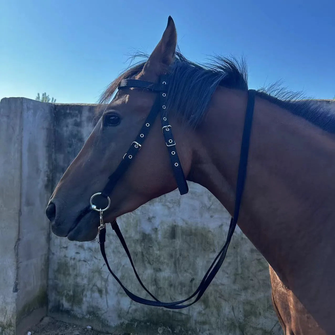 Black large fibre horse halter rope 1.3m for equestrian riding and leading