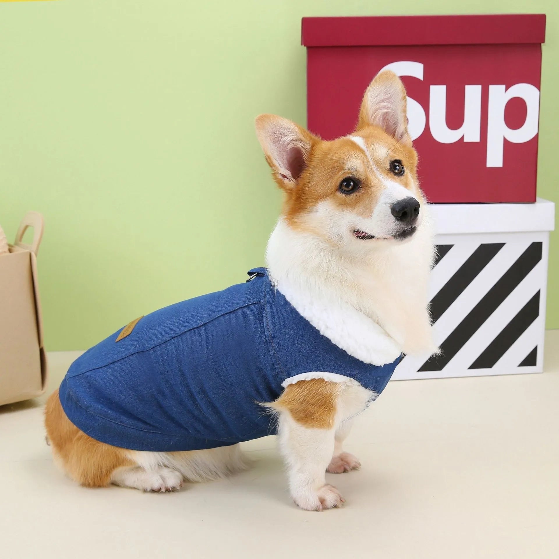 Corgi dog wearing dark blue denim cotton coat with size label visible