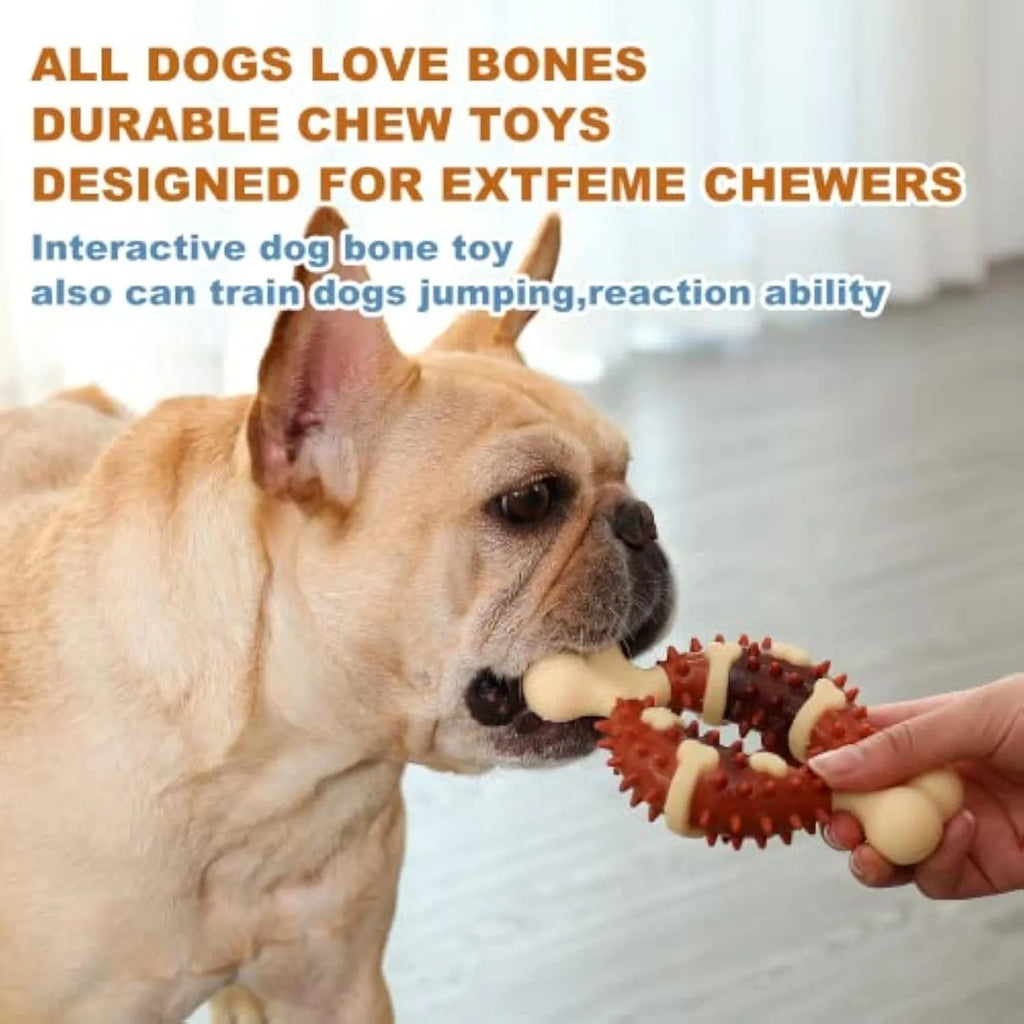 Bone-shaped natural rubber dog molar chew toy shown in two different sizes for teeth grinding.