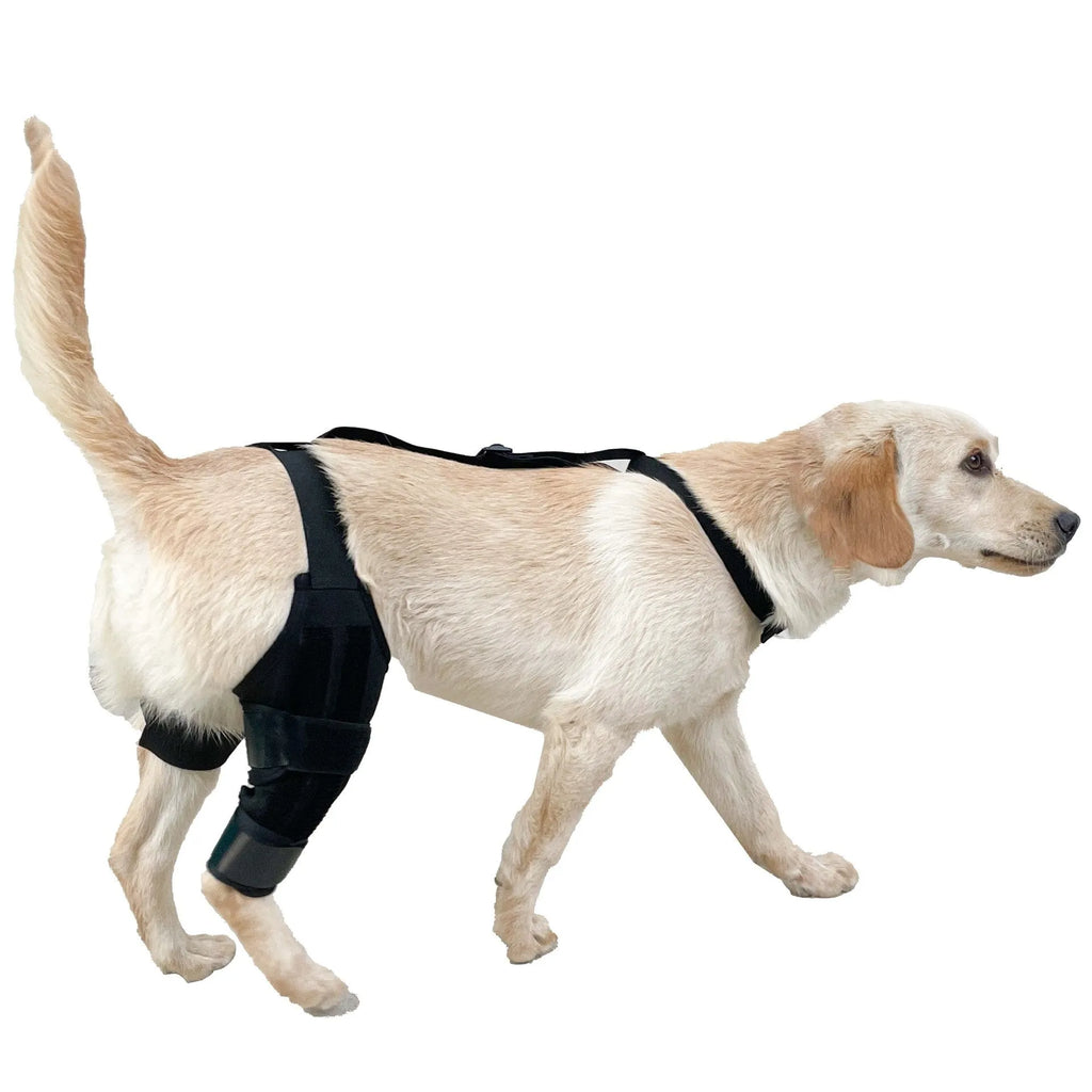 A neoprene dog hind leg knee brace assist strap shown in sky blue, wrapped around a canine leg model.