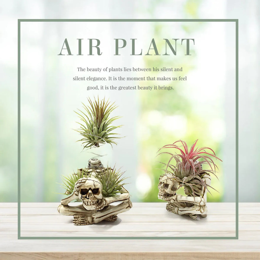 Gothic skull resin Tillandsia bracket for soilless air plant display measuring 7*8*12.5cm
