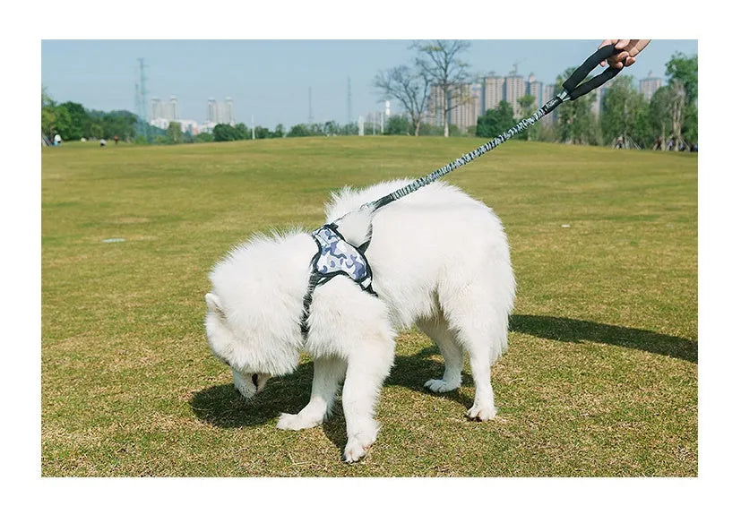 Grey adjustable nylon dog chest strap leash on a golden retriever, showing extended length settings