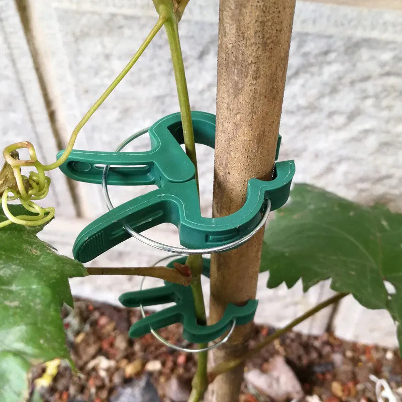 Green plastic plant fixing clips, large and small sizes, for securing climbing vegetables and vines.