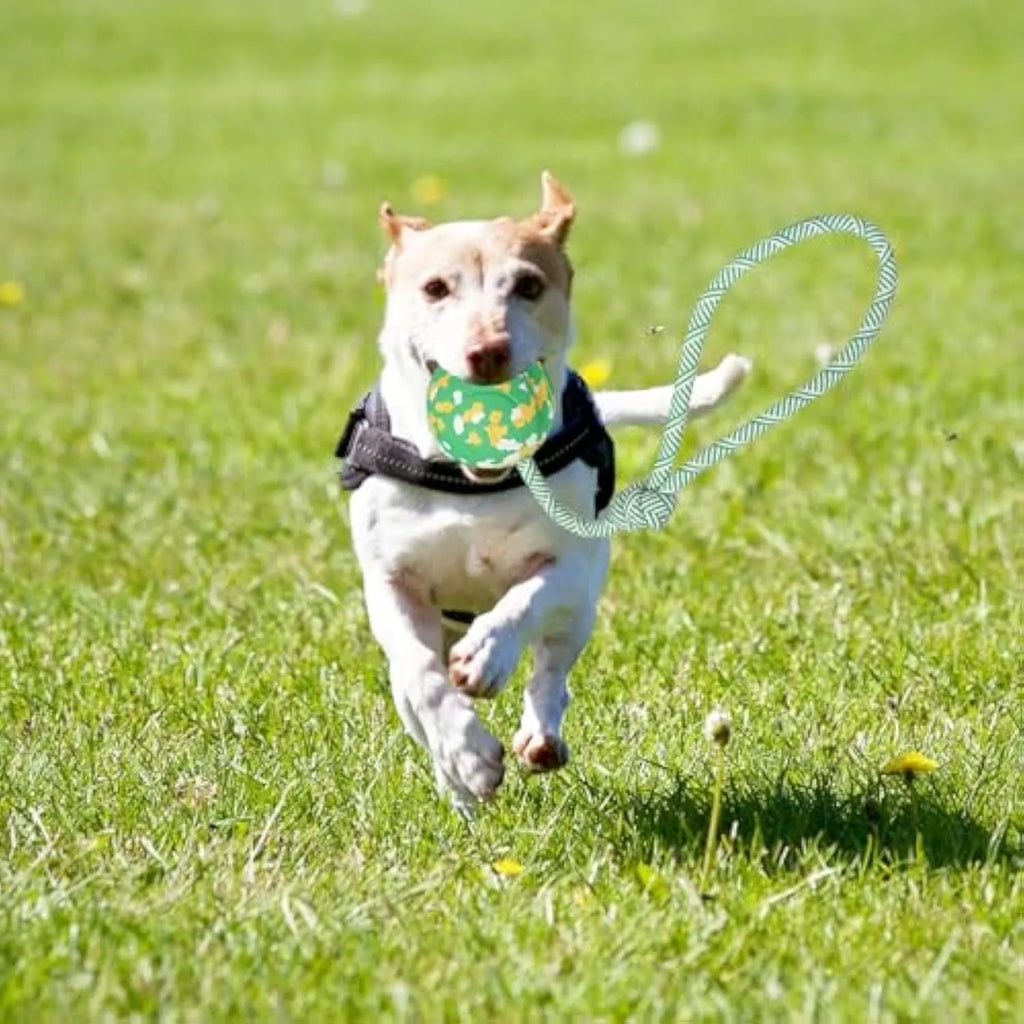 Natural rubber dog ball attached to bamboo fibre rope toy for medium small dogs interactive play