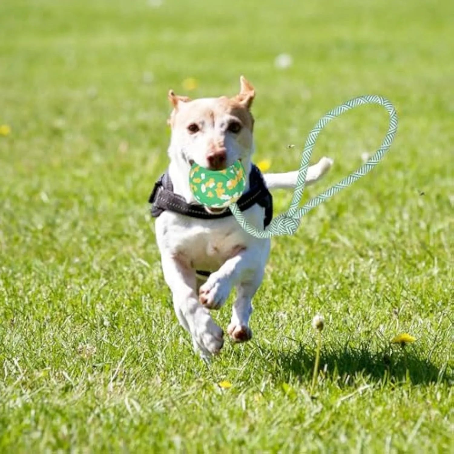 Natural rubber dog ball attached to bamboo fibre rope toy for medium small dogs interactive play