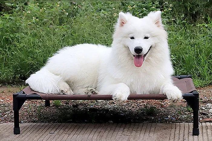 Coffee-coloured Oxford cloth pet bed on a painted metal tube frame, with removable washable surface, available in three sizes.