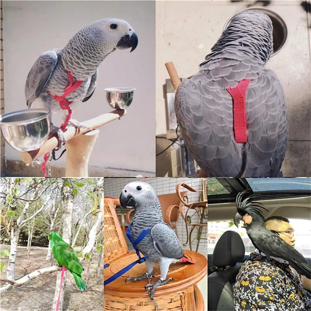 Nylon parrot hand holding rope in black, green, sapphire blue, and red on a training lead