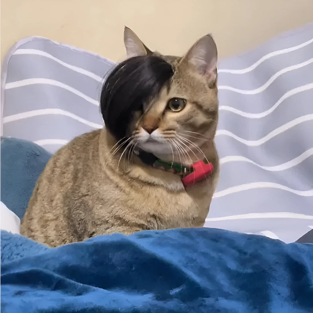 Black polyester fox-style wig for cats on a white background.