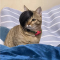 Black polyester fox-style wig for cats on a white background.