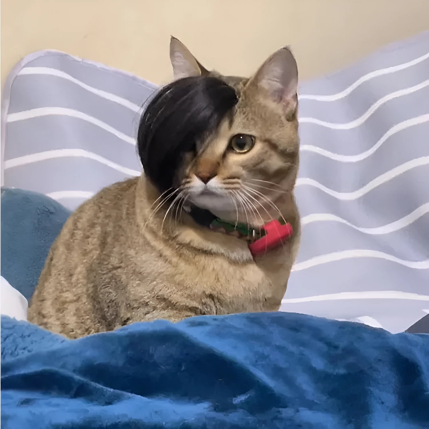 Black polyester fox-style wig for cats on a white background.