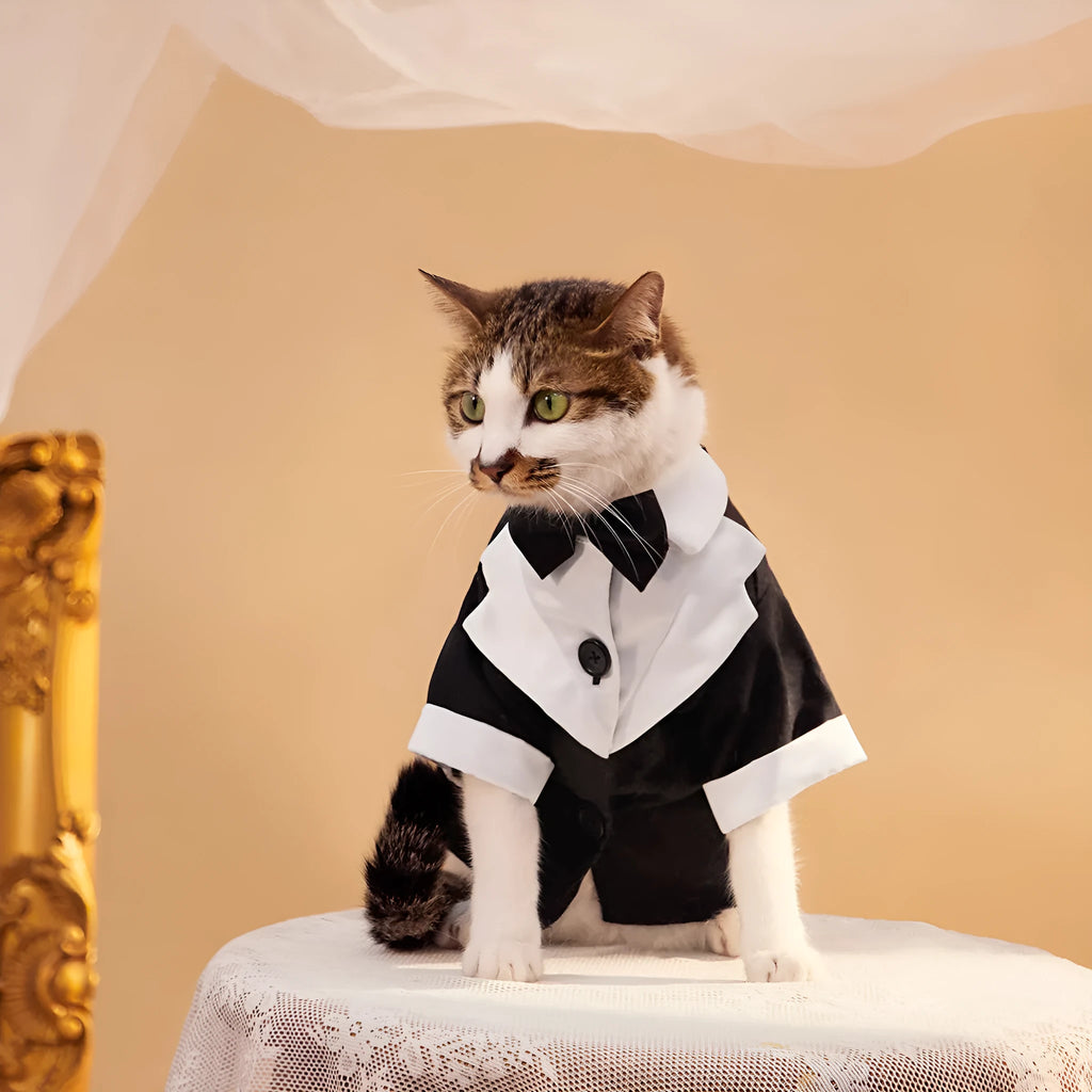 Chinese-style gentleman wedding suit for dogs in black with four-legged design