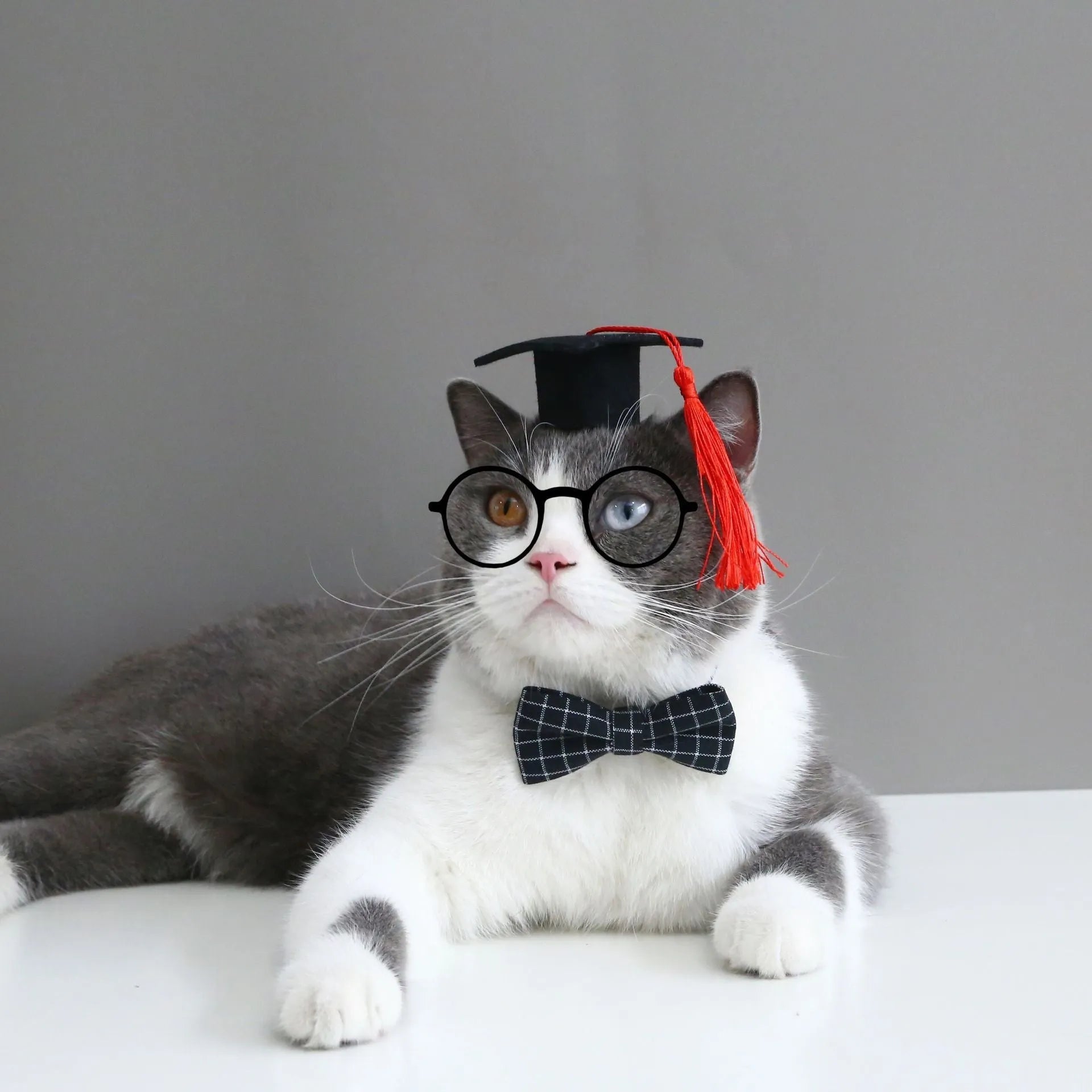 Wool felt elastic hair band and matching bow tie for small dogs and cats in yellow, red, green, or black plaid.