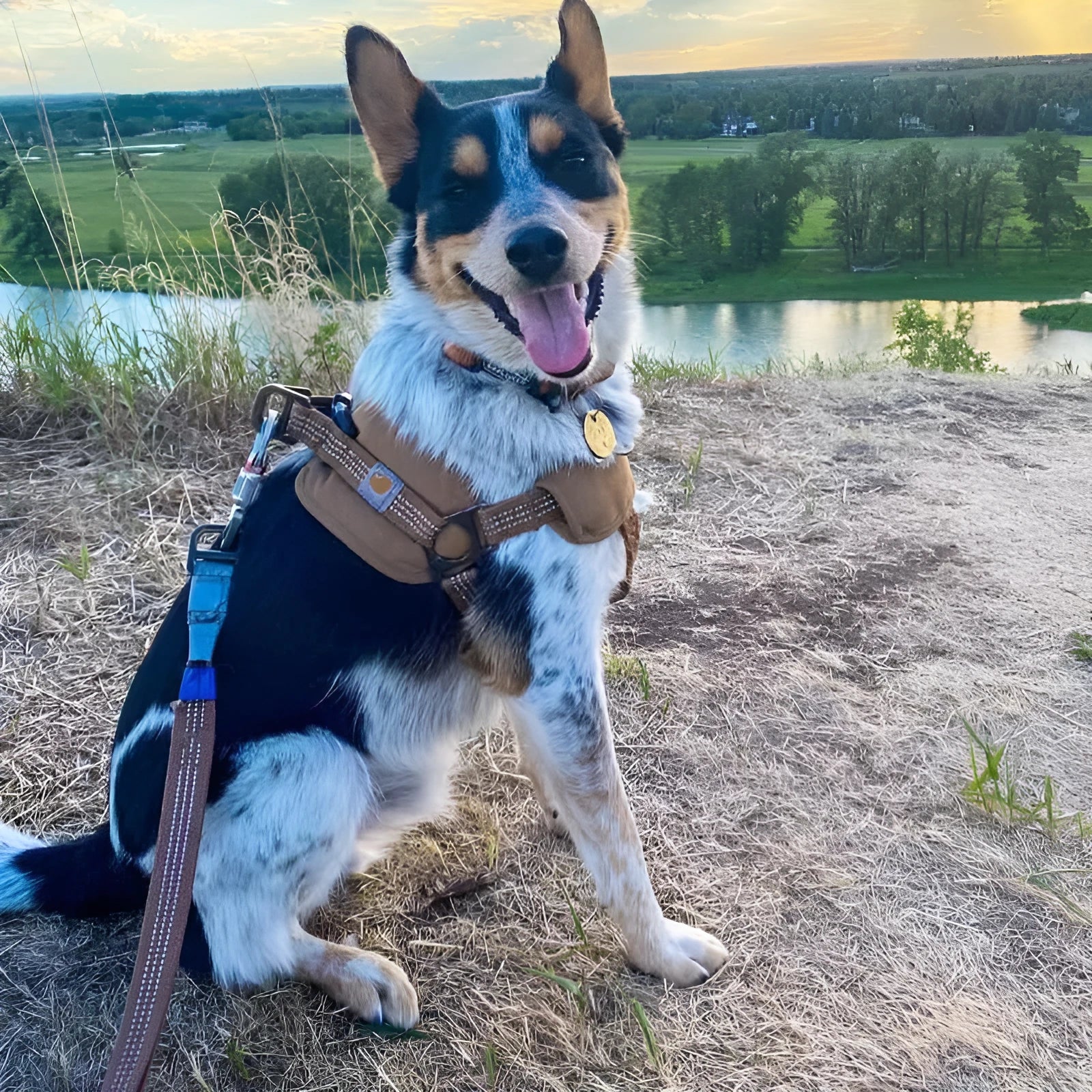 Dog wearing a chest strap harness connected to a reflective hand holding rope