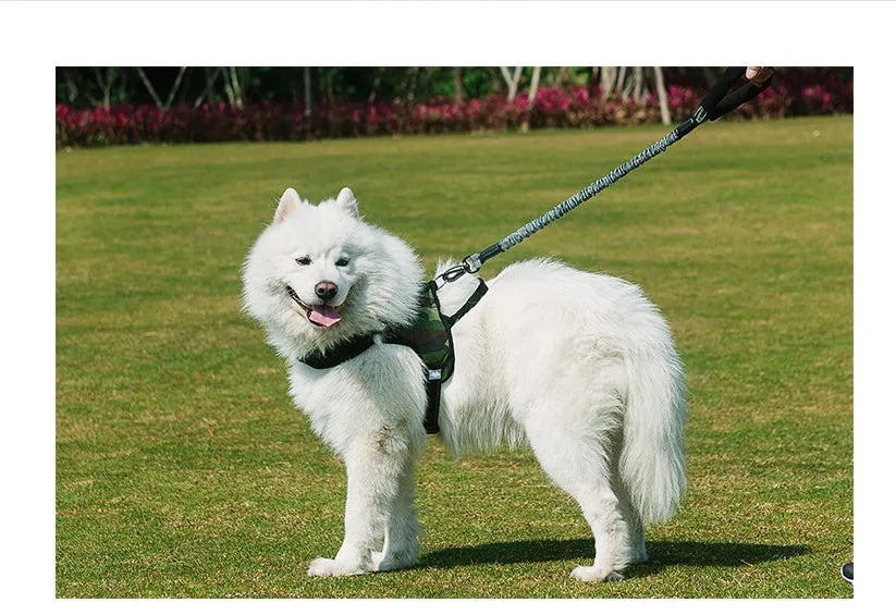 Grey adjustable nylon dog chest strap leash on a golden retriever, showing extended length settings