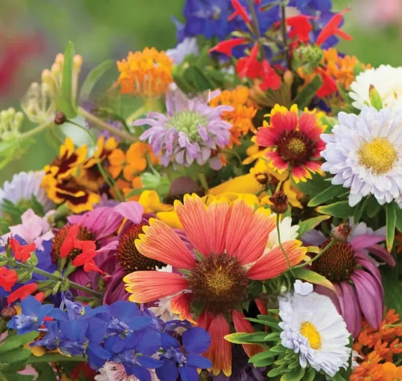 Packet of mixed wildflower seeds including purpleflower holly leaf with cold and drought resistant grasses