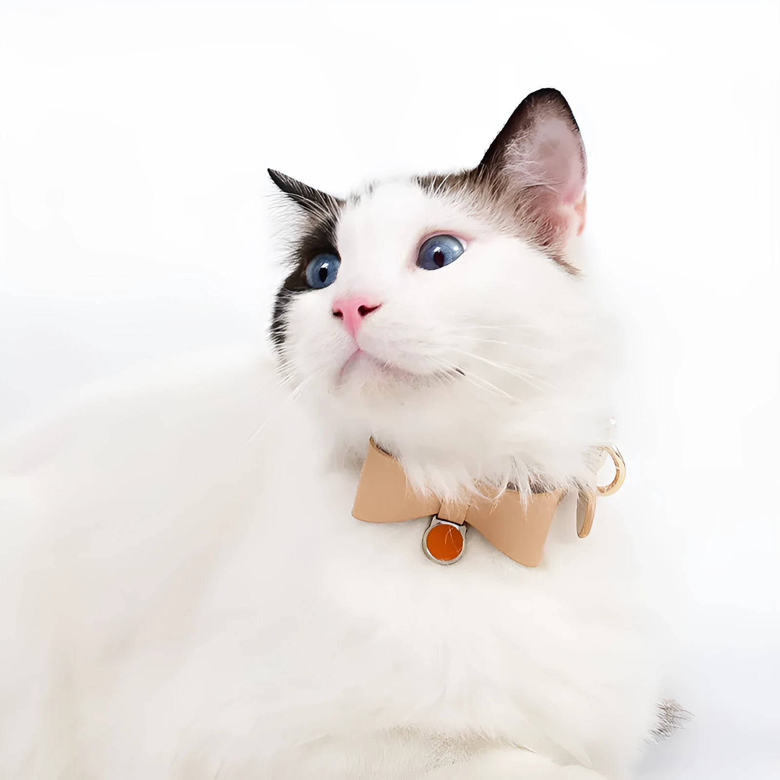 Adjustable brown leather cat collar with a metal buckle on a flat surface.