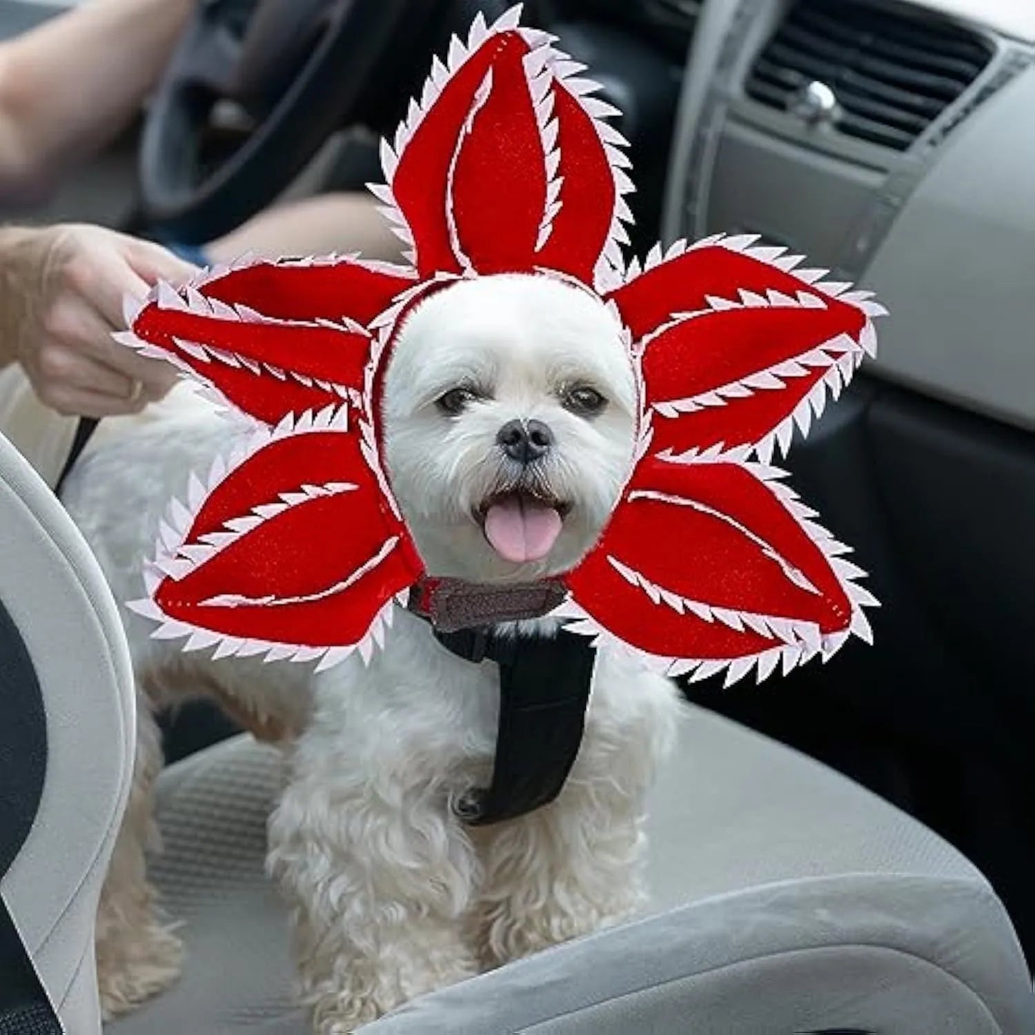 Medium dog wearing Halloween demon chomper costume with scary flower headband
