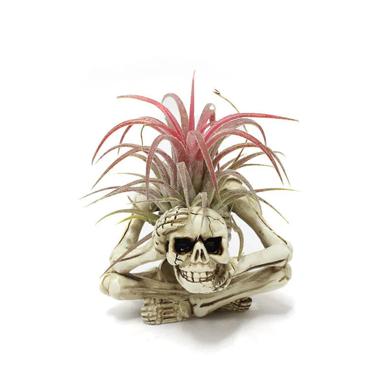 Gothic skull resin Tillandsia bracket for soilless air plant display measuring 7*8*12.5cm