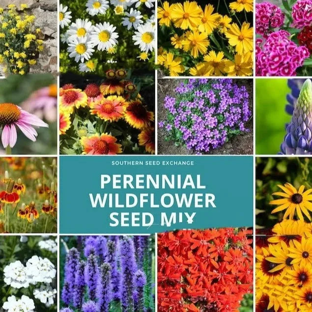 Packet of mixed wildflower seeds including purpleflower holly leaf with cold and drought resistant grasses
