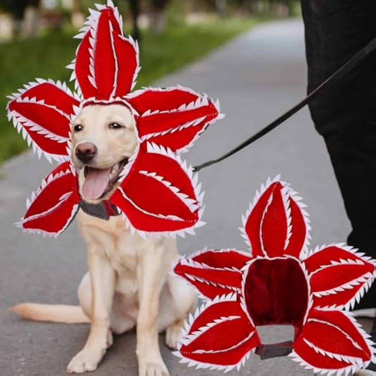 Medium dog wearing Halloween demon chomper costume with scary flower headband
