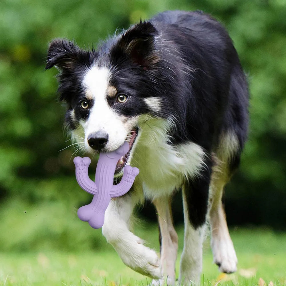 Cactus-shaped dog chew toy in beige, blue, or purple, made from bamboo fibre and rubber.