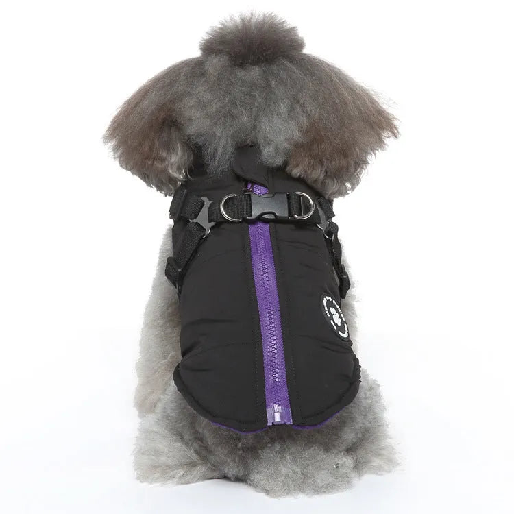 Dog wearing chest strap jacket with cotton padding in blue colour