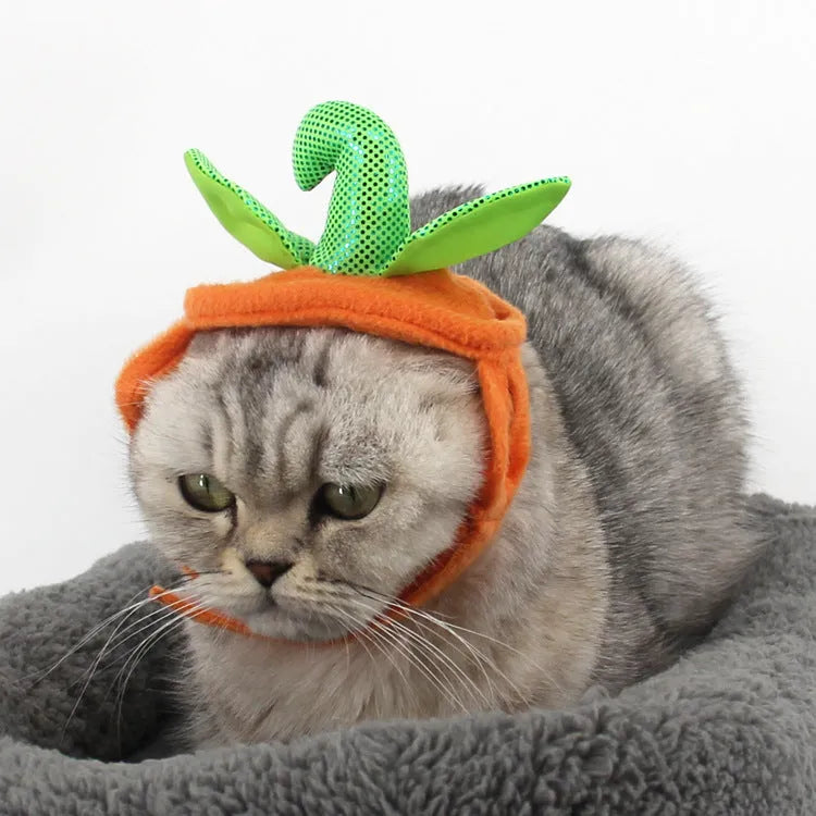 Yellow pumpkin Halloween pet costume with green leaf decoration on a cat wearing the hat and dress