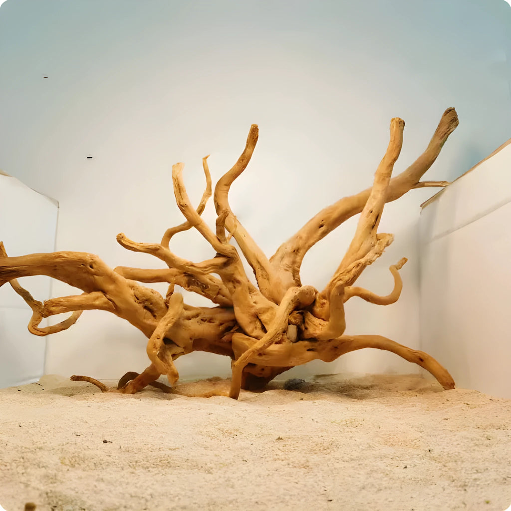 Natural Xiaoqi root wood aquarium decoration for fish tank aquascaping