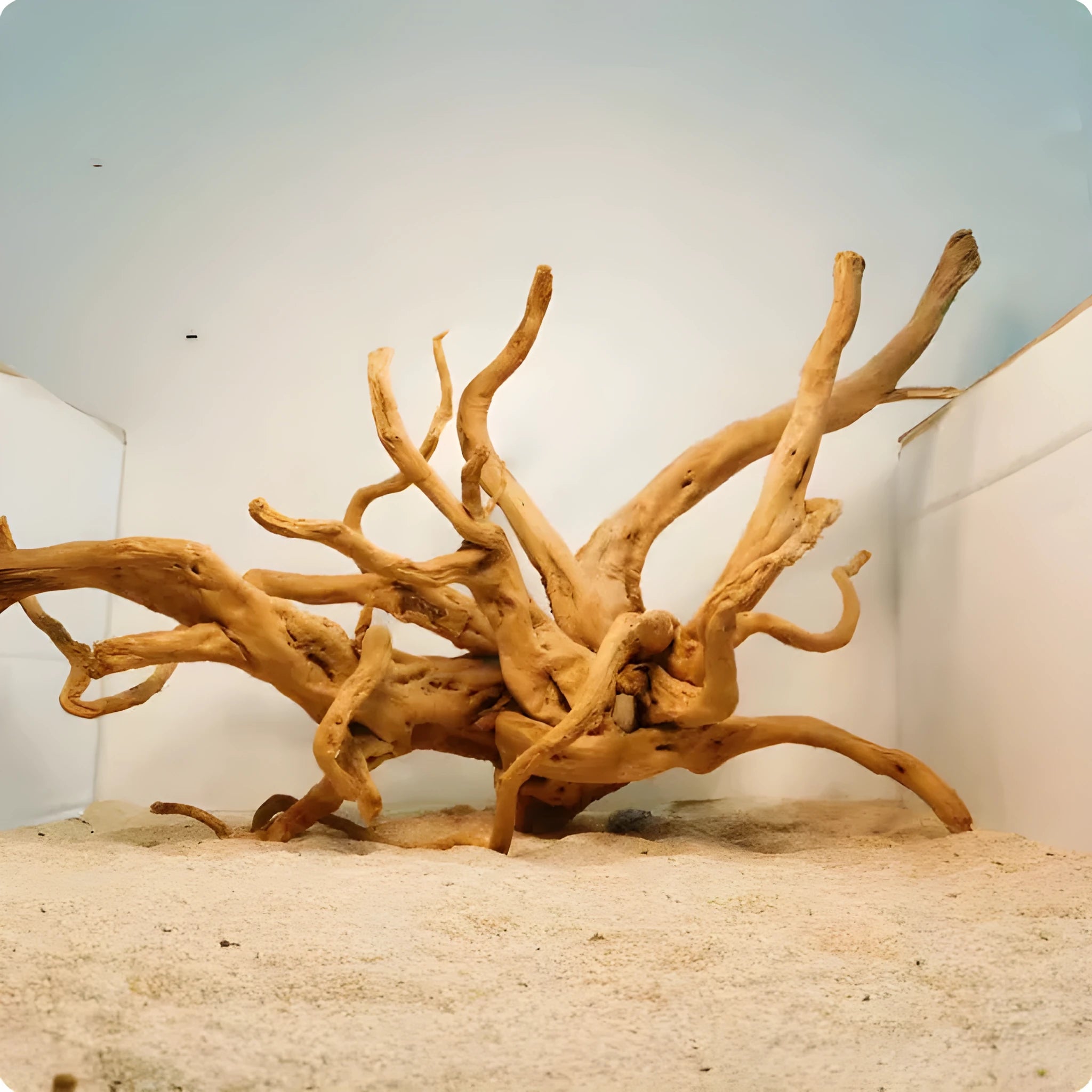 Natural Xiaoqi root wood aquarium decoration for fish tank aquascaping