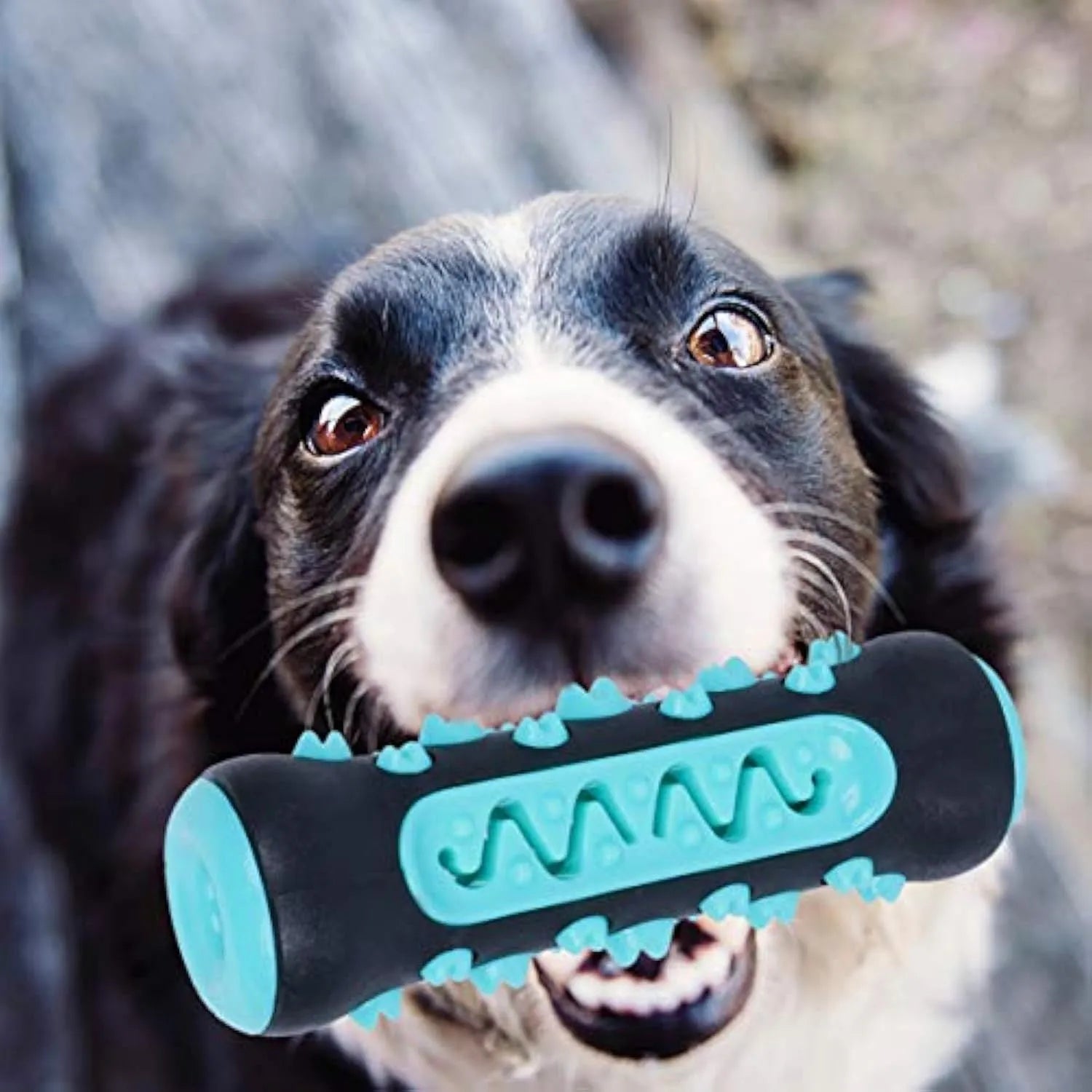 Natural rubber dog toothbrush chew toy in blue, green, yellow or black-blue for dental cleaning