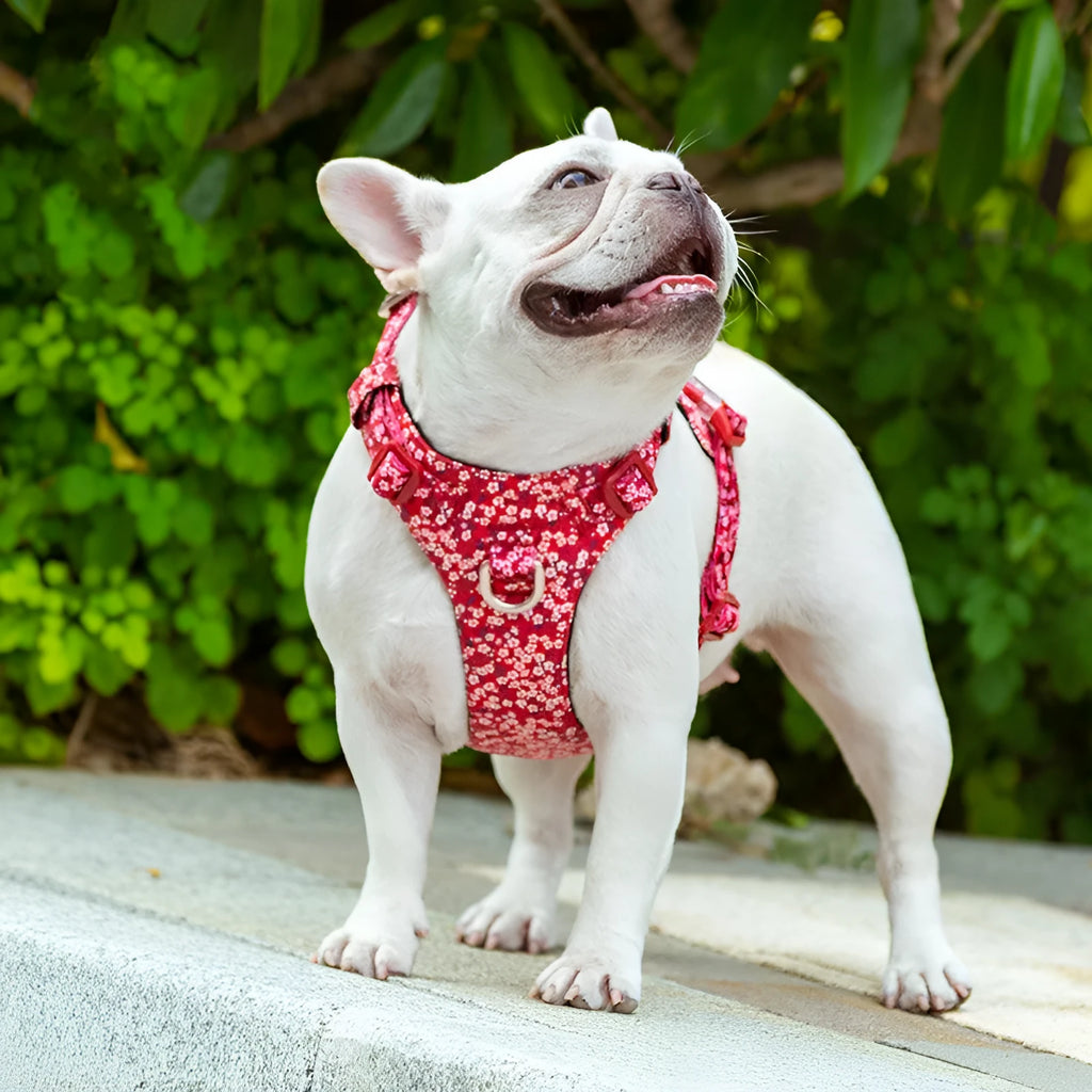 Pure cotton pull-resistant pet chest harness in a floral pattern, showing adjustable straps.