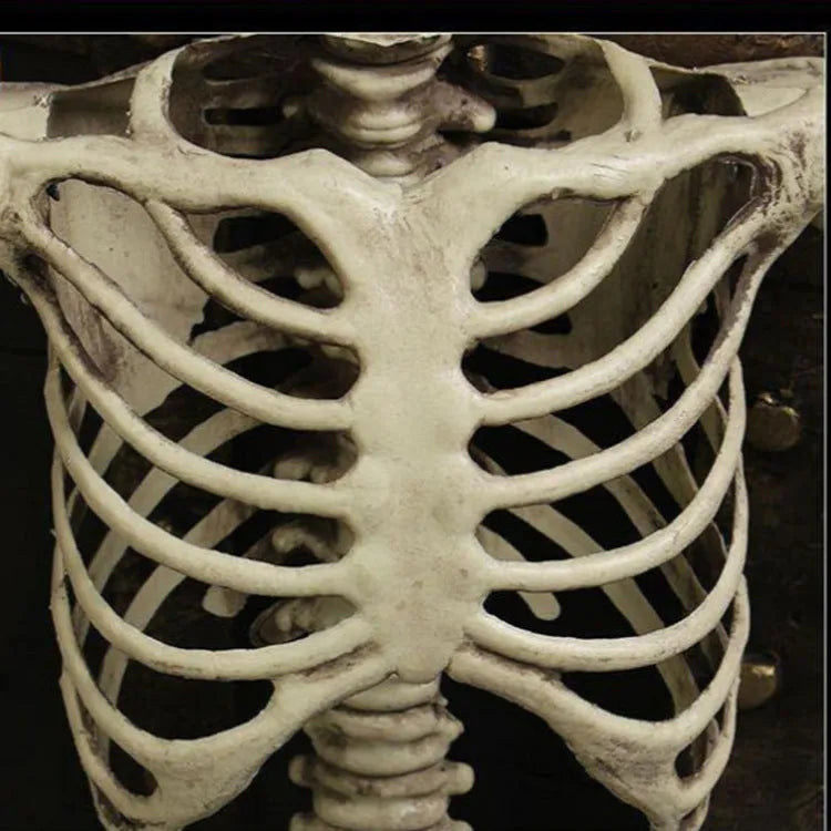 Full-length plastic skeleton prop standing at 170 cm height with detailed skull.
