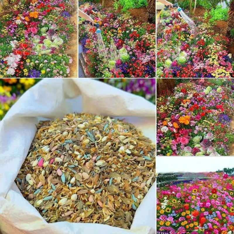 Packet of mixed wildflower seeds including purpleflower holly leaf with cold and drought resistant grasses