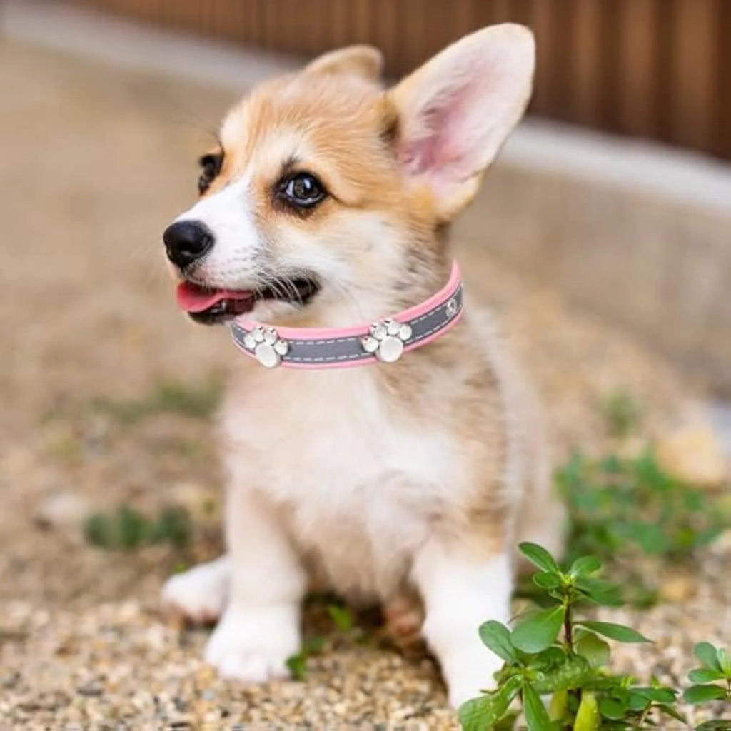 Reflective adjustable PU leather dog collar with metal buckle and paw rivet in multiple sizes.
