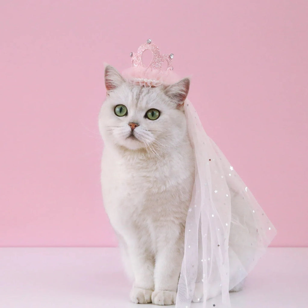 Pet cat wearing princess crown headdress with veil for wedding or celebration