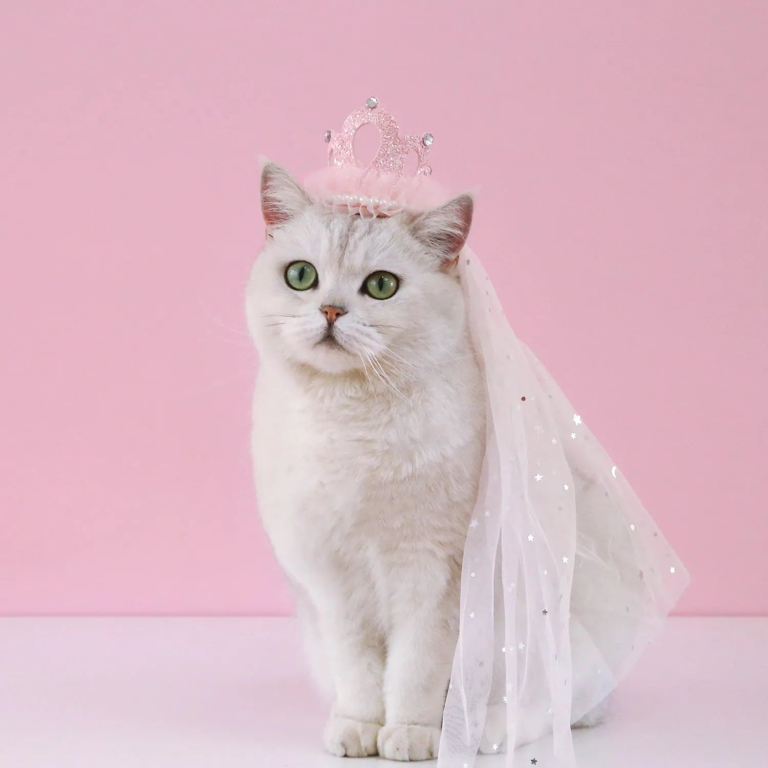 Pet cat wearing princess crown headdress with veil for wedding or celebration