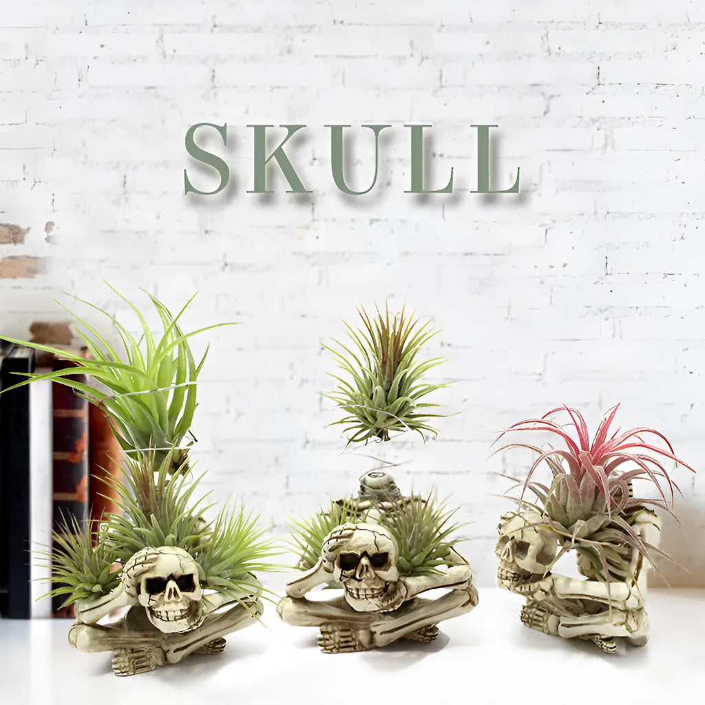 Gothic skull resin Tillandsia bracket for soilless air plant display measuring 7*8*12.5cm