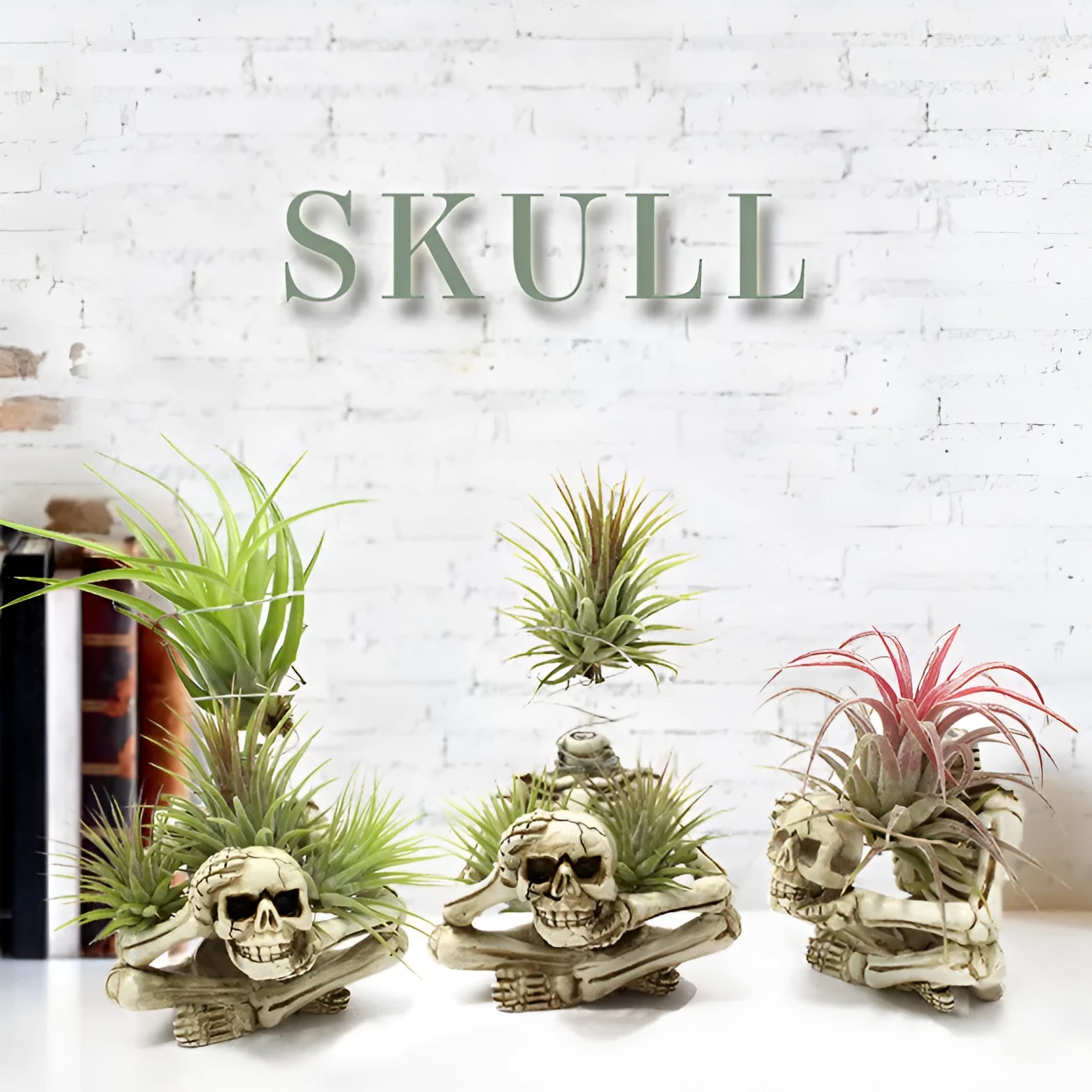 Gothic skull resin Tillandsia bracket for soilless air plant display measuring 7*8*12.5cm